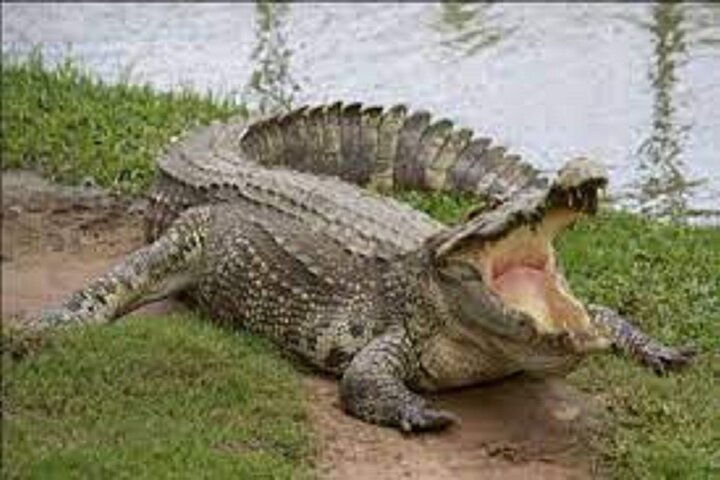 Crocodile