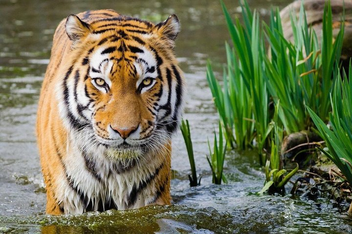 From Delhi: 4-Days Golden Triangle Tour with Ranthambore Safari - Photo 1 of 25