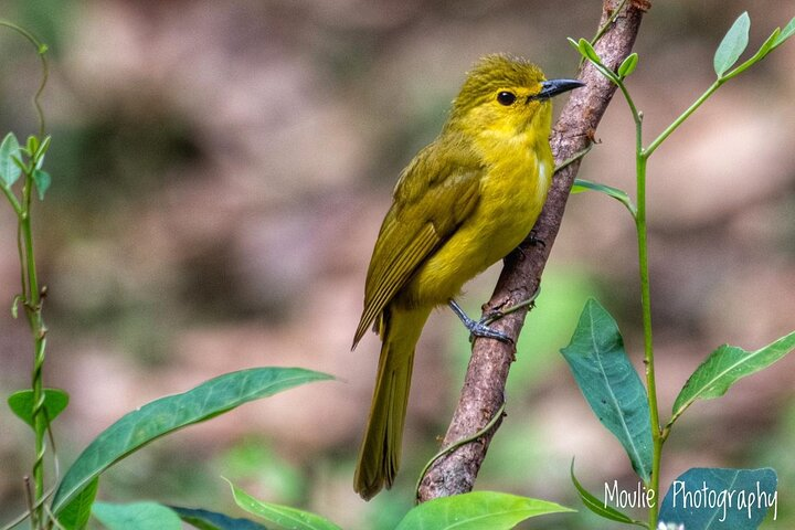 Chennai, Guided Birding And Birding Photo Trip With Spot Scope, 2 to 3 Hours - Photo 1 of 16