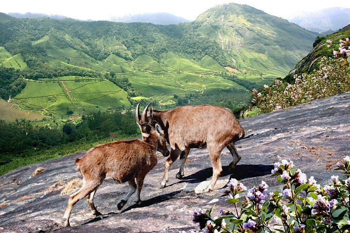 Eravikulam national park