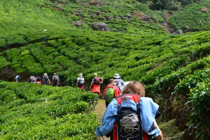 Darjeeling Himalayan Tea Tour - Photo 1 of 12