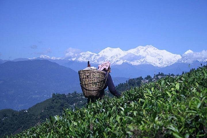 Darjeeling Himalayan Heritage Tea Tour - Photo 1 of 13
