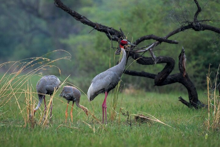Bharatpur the birding heaven