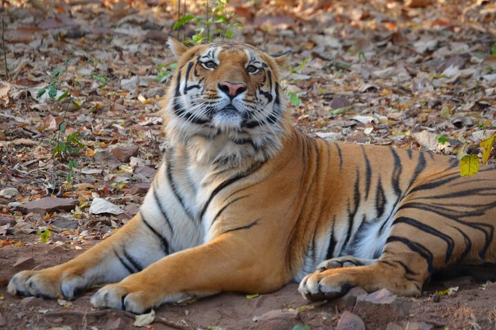 Estate of the Tiger & Temples - Photo 1 of 25