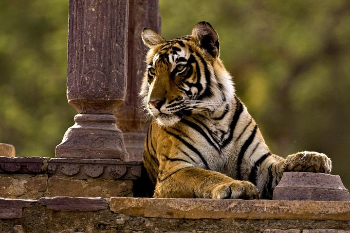 Rathambore national park From Jaipur