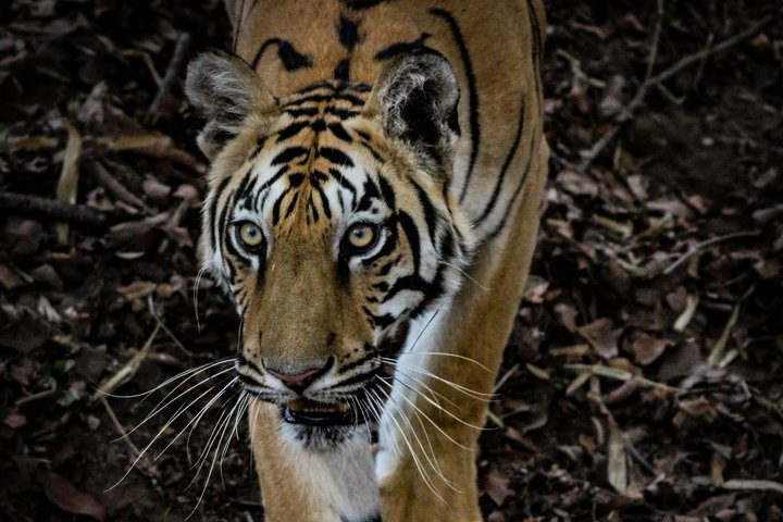Exclusive Bandhavgarh Tiger Safari  - Photo 1 of 4