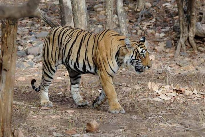 Explore Panna National Park From Khajuraho - Photo 1 of 7