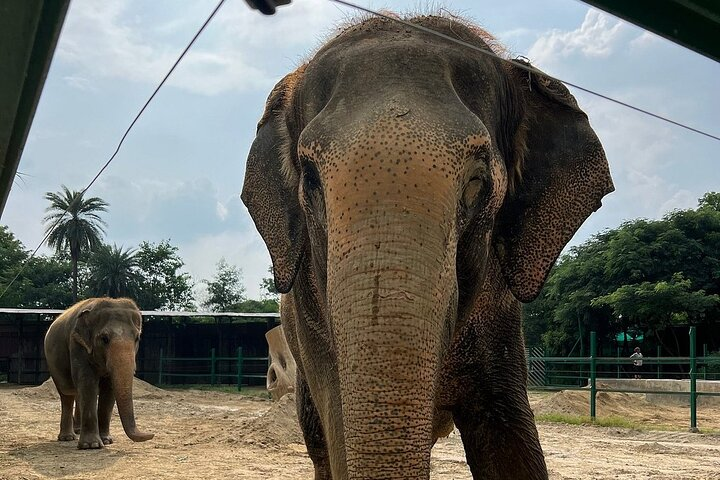 Same Day Tajmahal at Sunrise and SOS wildlife sanctuary tour  - Photo 1 of 6