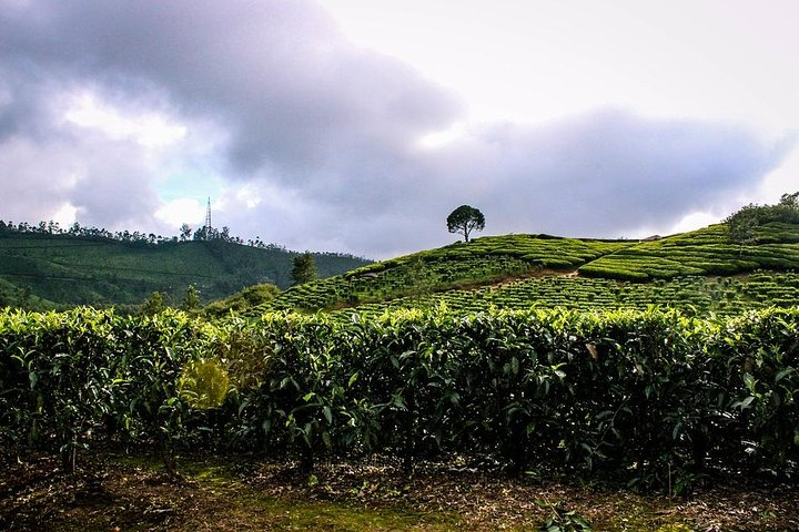Munnar tea garden