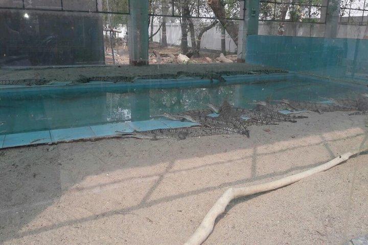 Alligator conservation centre