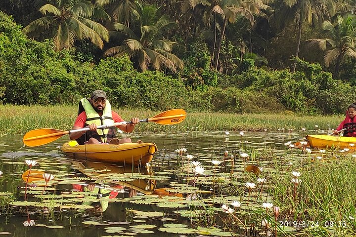Goa Kayaking Sal Backwaters Mangroves Magic! - Photo 1 of 5