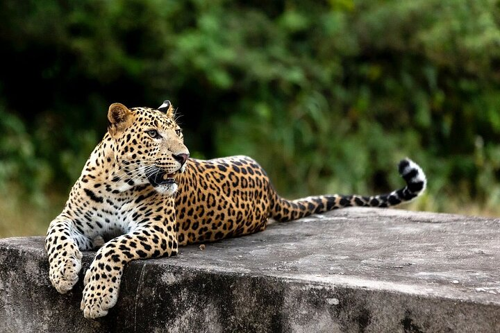 Golden Triangle with Leopard Safari and Taj Mahal at Sunrise