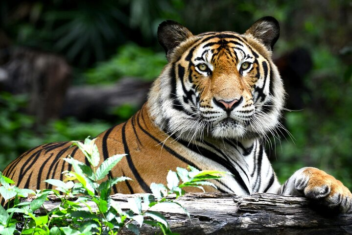 Golden Triangle Tour with Ranthambore by AC Car From Delhi - Photo 1 of 7