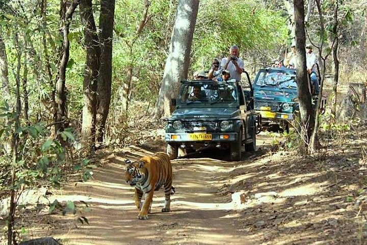 Golden Triangle Tour With Ranthambore Tiger Safari - Photo 1 of 8