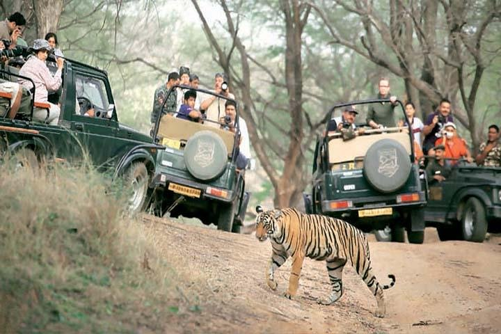 Jeep Safari at Ranthambore 