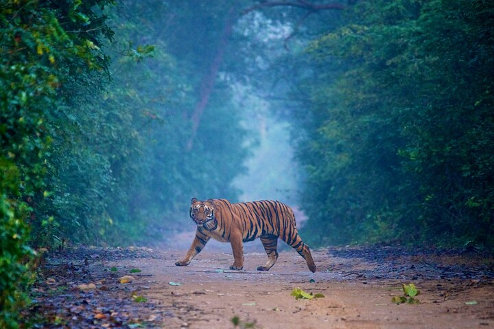 Pune to Jim Corbett: 3-Day Double Safari Wildlife Tour - Photo 1 of 13