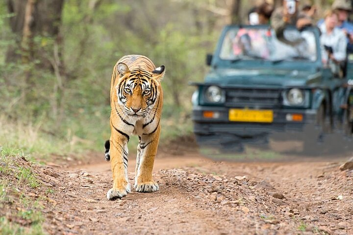 5-day Golden triangle with Jim Corbett national park Safari - Photo 1 of 12