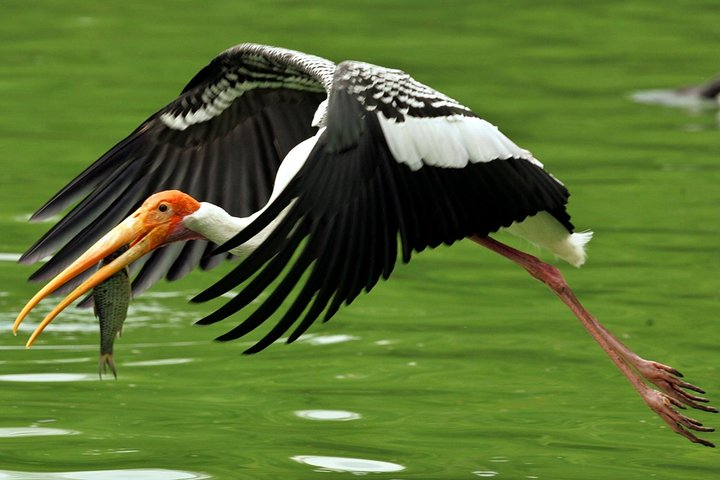 Painted Stork