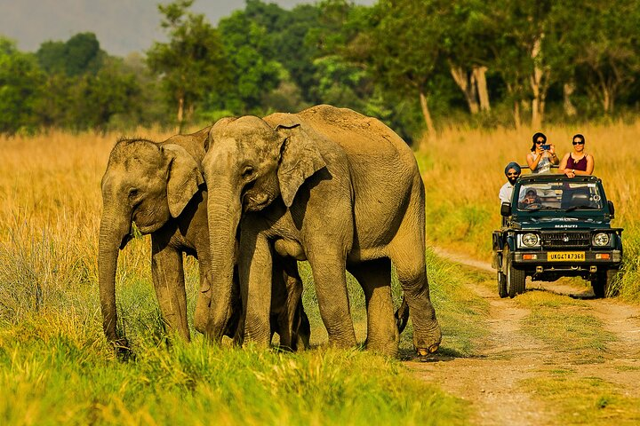 Jim Corbett Jeep Safari - Wildlife Adventure in National Park - Photo 1 of 6
