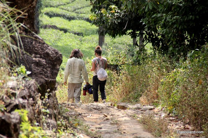 Trekking in Munnar