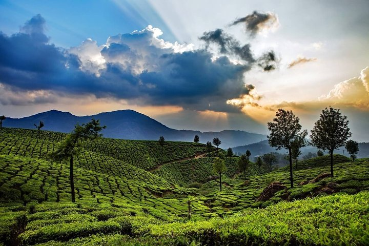 Munnar tea gardens