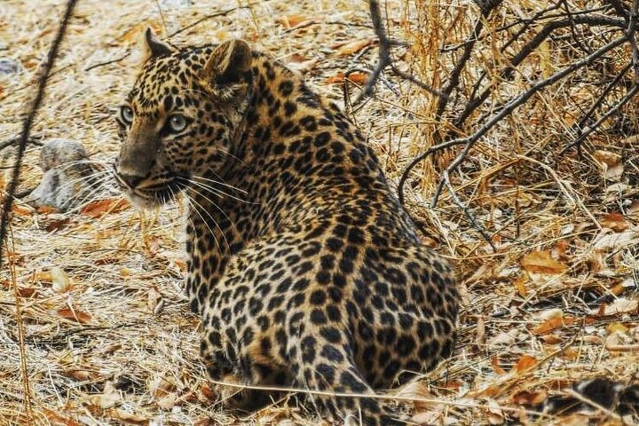 1 Day: Jhalana Leopard Safari+Abhaneri Step Well Tour From Jaipur - Photo 1 of 7