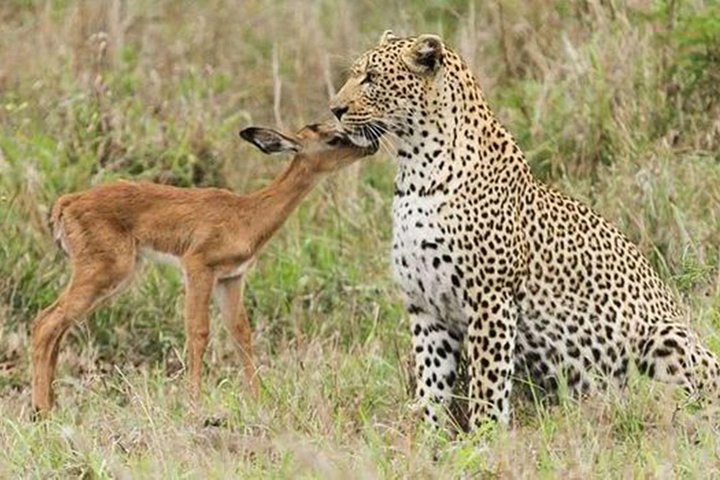 JHALANA SAFARI LEOPARD PARK