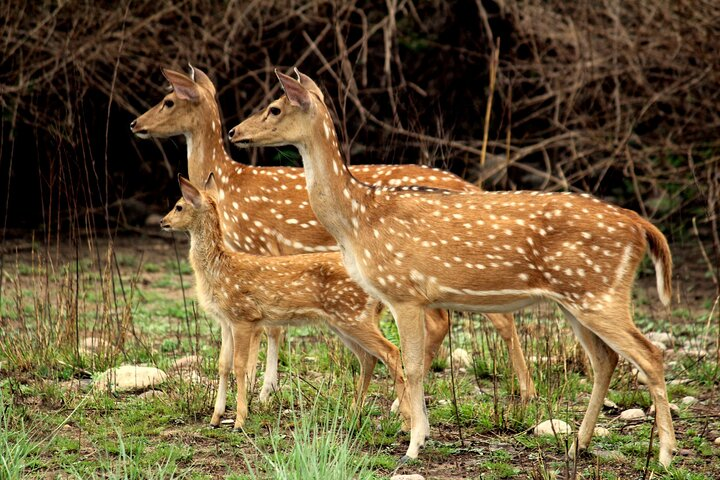 2 Day Jim corbett national park tour with 2 Safari  - Photo 1 of 9