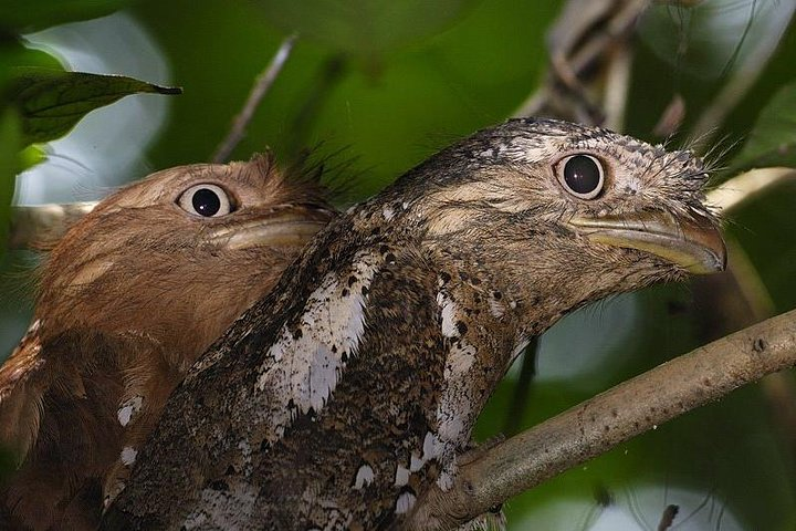 Kerala Bird Watching Tour - Photo 1 of 25