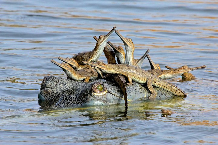 Alligator family