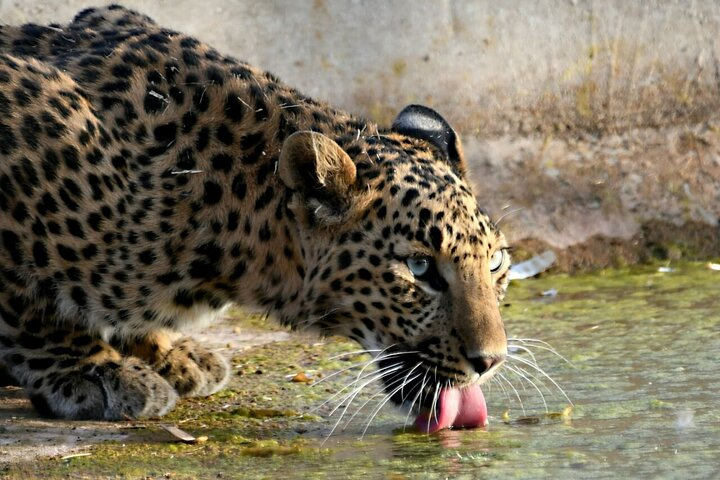 Leopard Wildlife Safari at Amagarh Park Including Transfers - Photo 1 of 17