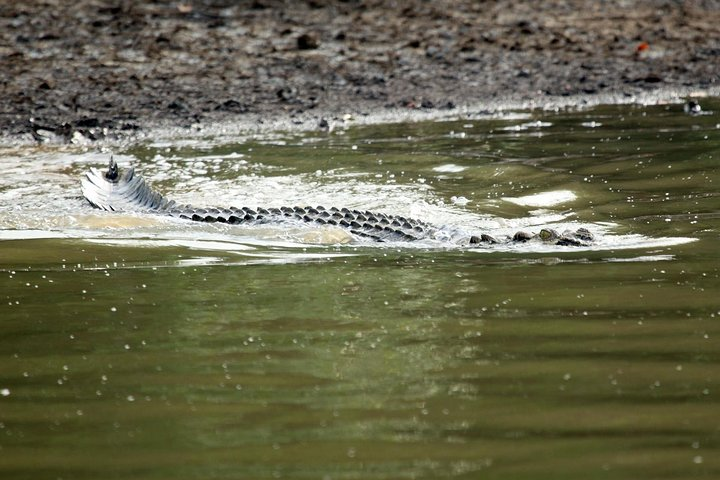 Mangrove Adventure: Exploring Bhitarakanika National Park - Photo 1 of 8