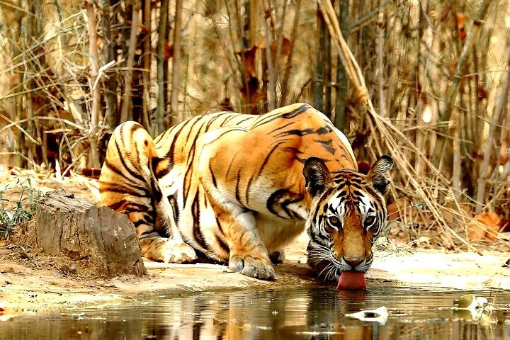 Tiger Drinking Water in Ranthambore