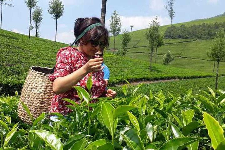 Tea leaf collecting