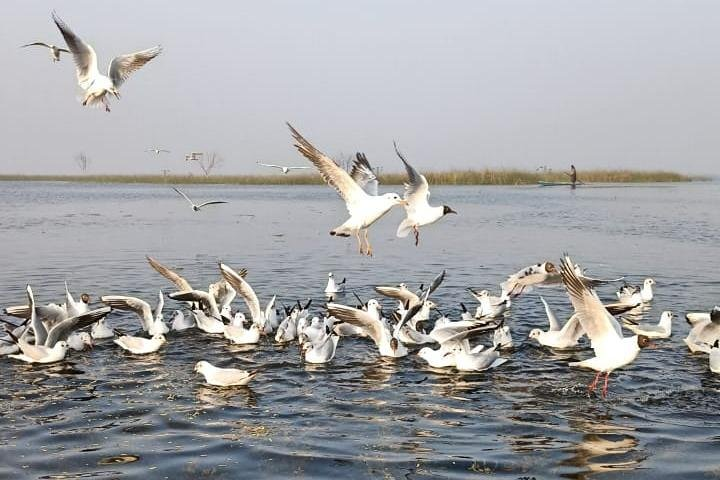 Nal Sarovar Bird Sanctuary & Lothal Day Tour from Ahmedabad - Photo 1 of 18