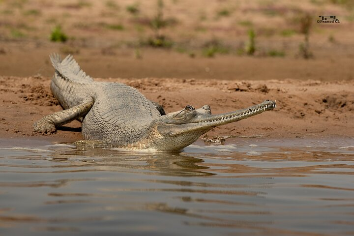 Sawai Madhopur: Private Chambal Crocodile Safari All-Inclusive - Photo 1 of 7