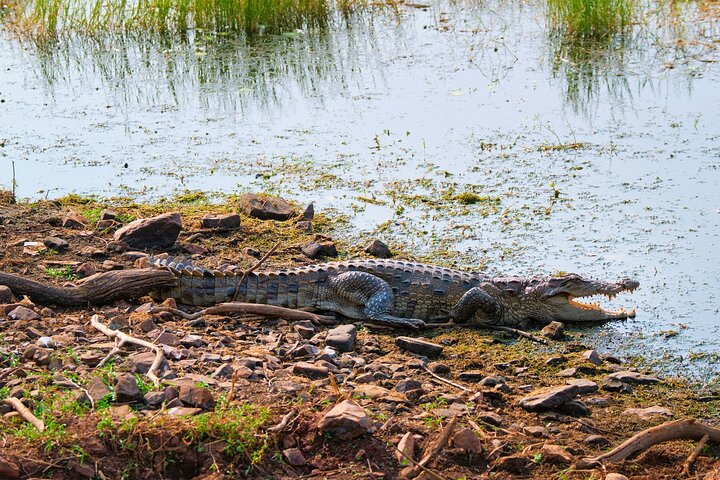 From Ranthambore:National Chambal Alligator Private Trip All Incl - Photo 1 of 6