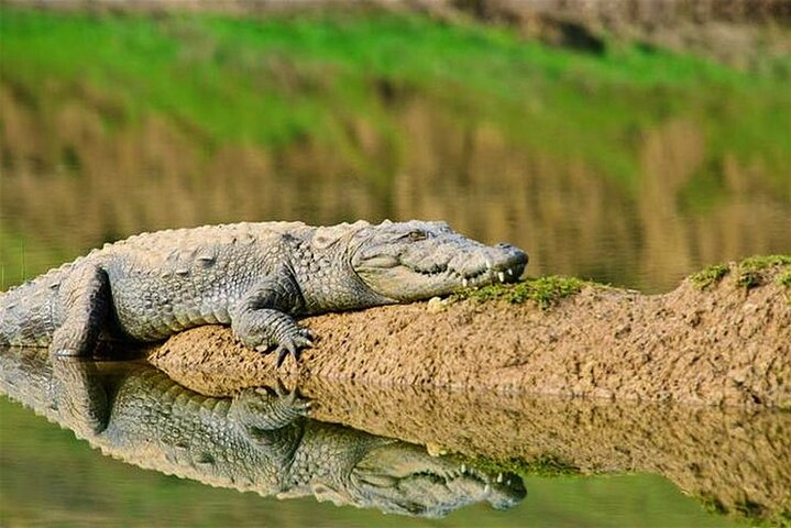 Chambal Crocodiles Safari Adventure with Hotel Transfers - Photo 1 of 13