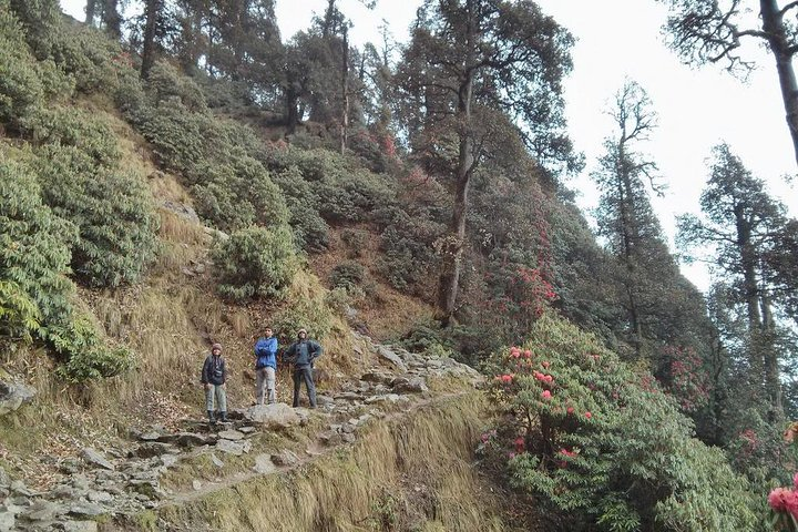 Nature Trekking Near Dharamshala