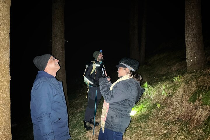 A Hike Through The Pine Forest Stand