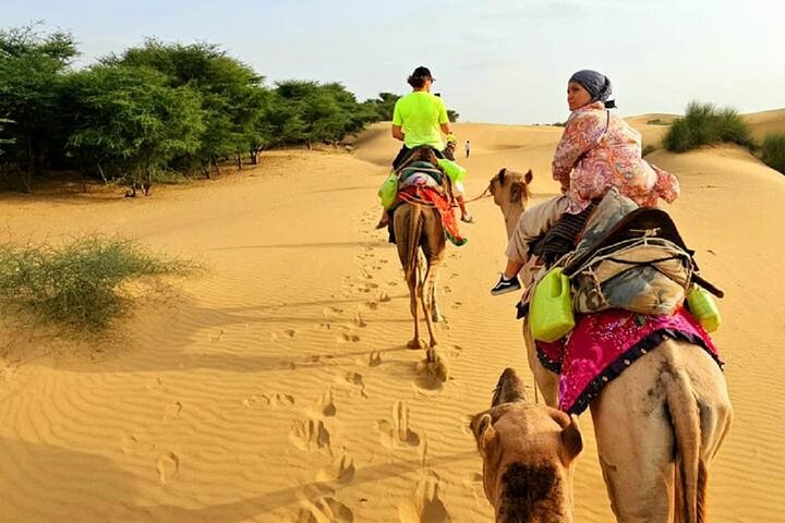 Immerse in the Rhythm of Desert Life with Camel Safari