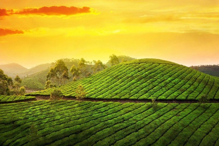5 Days Luxury Kerala Tour with Houseboat Experience Private Tour - Photo 1 of 25