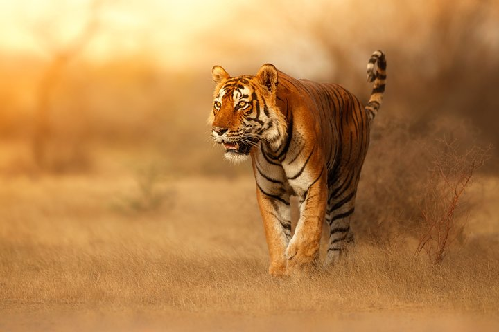 India’s wildlife reigns supreme when it comes about elephants, tigers, and birds in flight.