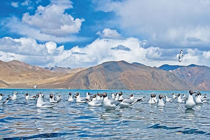 Pangong Delights: A Memorable Day Excursion from Leh in Leh Pelago