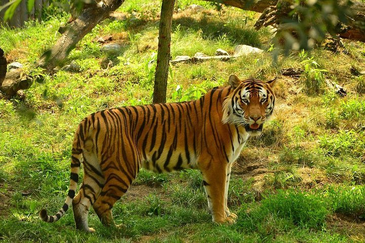 Ranthambore Tiger Reserve