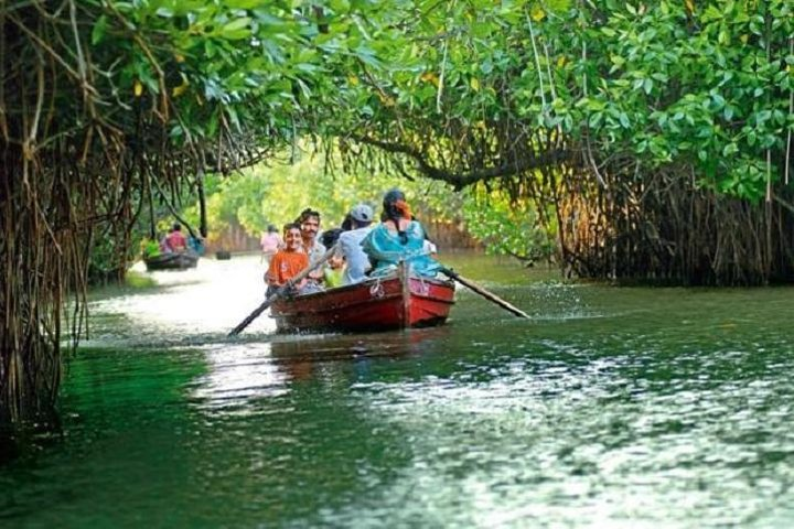 Mangrove Forest