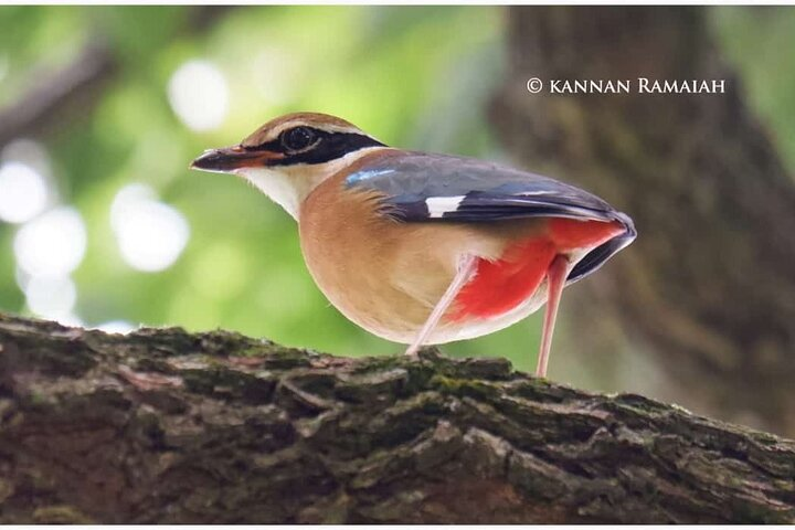 Private 2 Days 1 Night Kotagiri Birding Photo Travel - Photo 1 of 14