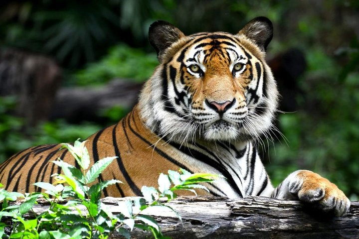 Private 2 Nights Short Escape To Ranthambore. - Photo 1 of 5