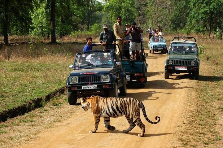 Tiger Sighting at Ranthambhore National Park