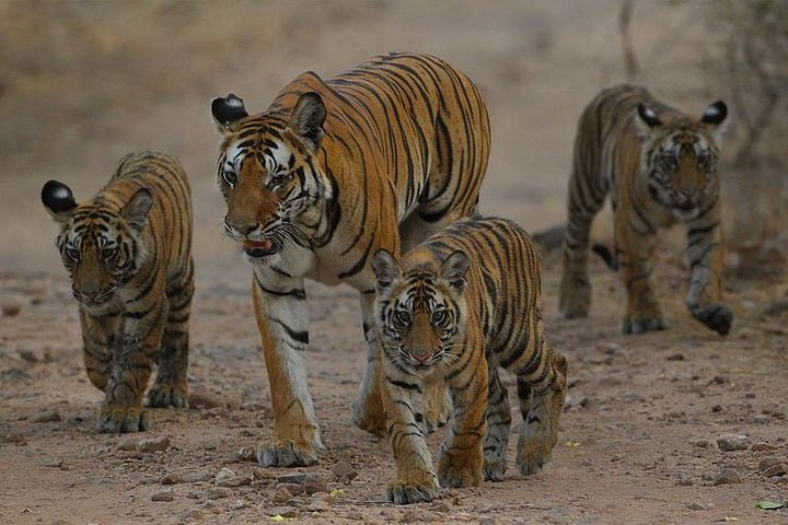 Tigers at Ranthambore National Park